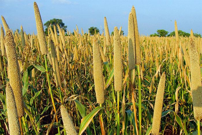 Le Sénégal produit 8 types de blé adaptés à la chaleur - Afrique